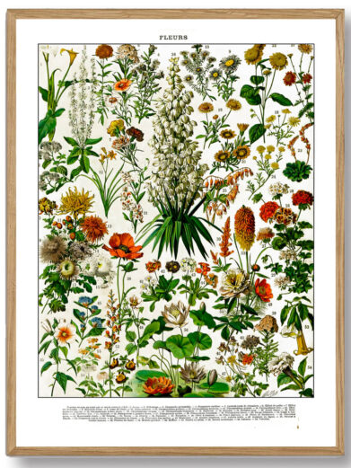 Millots Fleurs-plakat forener videnskabelig præcision med kunstnerisk finesse og giver et fascinerende indblik i blomsternes verden. Den er perfekt til planteelskere, havefolk og dem, der ønsker at bringe naturens skønhed ind i deres hjem.
