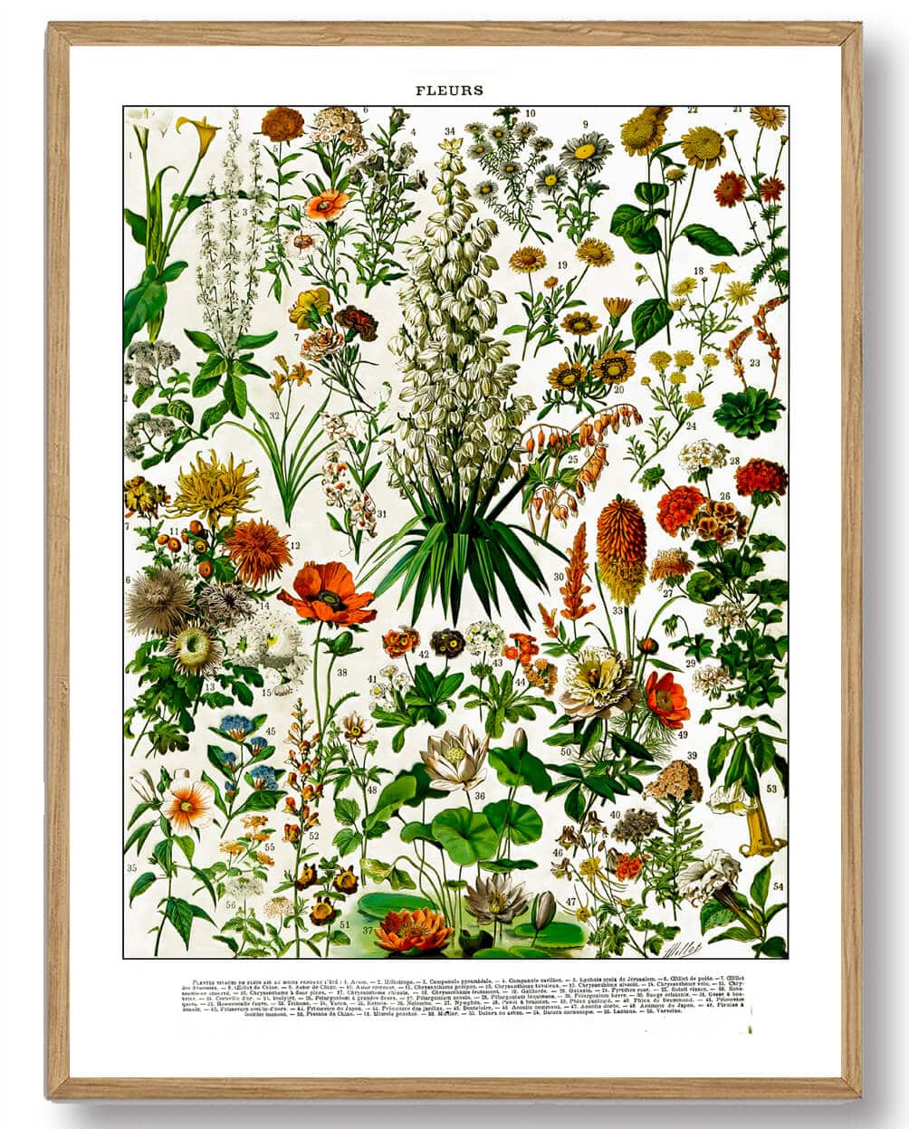 Adolphe Millot - Blomster