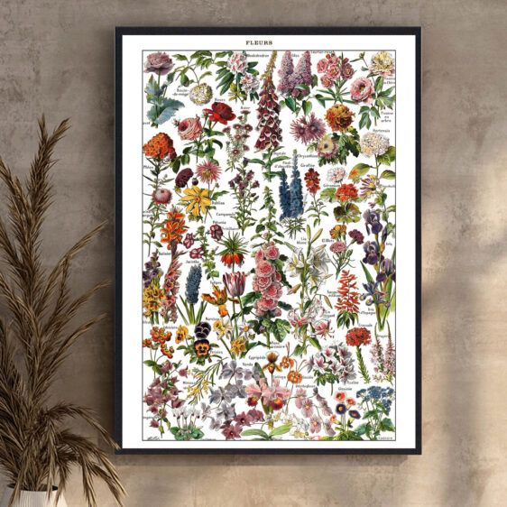 En botanisk illustration, hvor kunst og videnskab smelter sammen. Millots gengivelse af blomster skaber et tidløst og elegant udtryk, der afspejler en tid, hvor naturstudier var omhyggeligt udført.