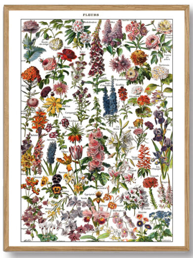 Millots Fleurs-plakat kombinerer videnskabelig præcision og kunstnerisk finesse, hvilket giver et indblik i blomsternes verden. Perfekt til dem, der ønsker at bringe naturens skønhed ind i deres hjem.