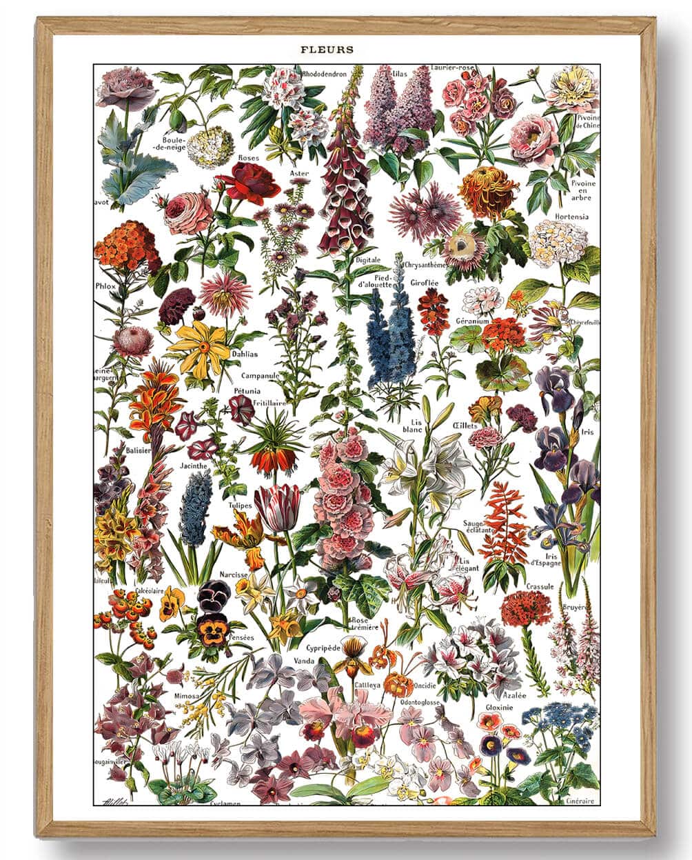 Adolphe Millot - Botanik