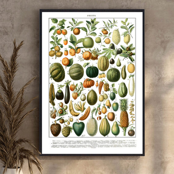 En elegant botanisk illustration fra 1800-tallet, hvor kunst og videnskab forenes i en harmonisk komposition. Millots detaljerede gengivelse af frugter giver et tidløst og klassisk udtryk. Plakaten afspejler en epoke, hvor naturstudier blev udført med stor håndværksmæssig dygtighed og en dyb fascination for botanik.