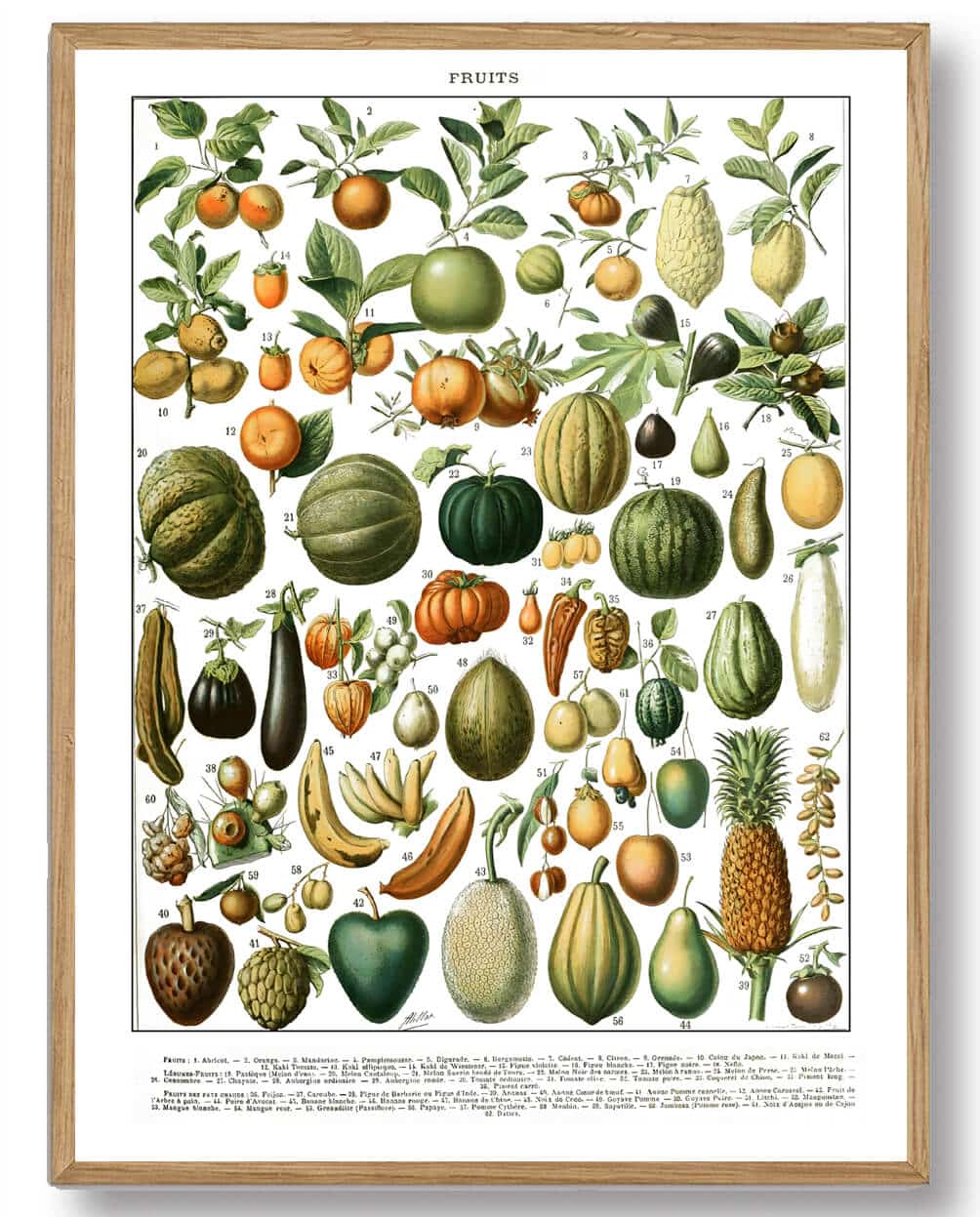 Adolphe Millot - Frugt