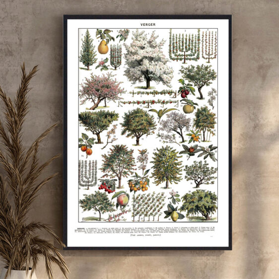 En elegant botanisk illustration fra 1800-tallet, hvor kunst og videnskab forenes. Millots gengivelse af frugthaven skaber et tidløst og klassisk udtryk. Plakaten afspejler en tid, hvor botanik blev dokumenteret med stor omhu og håndværksmæssig dygtighed.