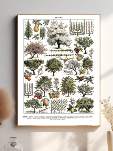 Denne vintage-plakat af Adolphe Millot præsenterer en smukt illustreret frugthave med præcise detaljer og naturlige farver. Perfekt til haven, køkkenet eller som en hyldest til botanisk kunst. Hver plante og frugt er afbildet med videnskabelig nøjagtighed, hvilket gør plakaten både dekorativ og lærerig.