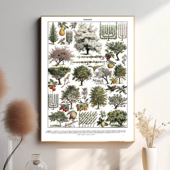 Denne vintage-plakat af Adolphe Millot præsenterer en smukt illustreret frugthave med præcise detaljer og naturlige farver. Perfekt til haven, køkkenet eller som en hyldest til botanisk kunst. Hver plante og frugt er afbildet med videnskabelig nøjagtighed, hvilket gør plakaten både dekorativ og lærerig.