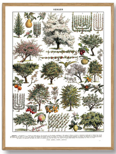 Millots Frugthave-plakat kombinerer videnskabelig præcision med kunstnerisk finesse og giver et fascinerende indblik i frugthavens verden. Den er perfekt for havefolk, madentusiaster og dem, der ønsker at bringe naturens skønhed ind i deres hjem.