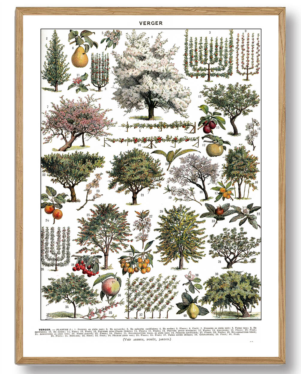 Adolphe Millot - Frugthave