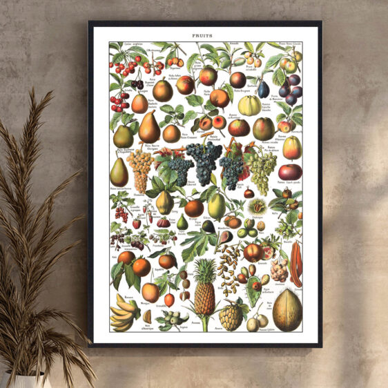 En elegant 1800-tals botanisk illustration, hvor kunst og videnskab smelter sammen. Millots detaljerede gengivelser af eksotiske og velkendte frugter skaber et tidløst og klassisk udtryk. Plakaten afspejler en æra, hvor naturstudier blev udført med stor håndværksmæssig finesse og en dyb forståelse for botanik.