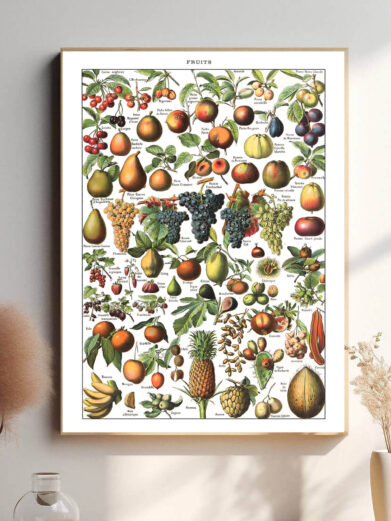 Denne vintage-frugtplakat af Adolphe Millot præsenterer en smukt illustreret samling af frugter, gengivet med stor præcision og livlige, naturlige farver. Perfekt til køkkenet, spisestuen eller som en inspirerende dekoration for frugt- og planteelskere. Hver illustration er udført med videnskabelig nøjagtighed, hvilket gør plakaten både dekorativ og informativ.