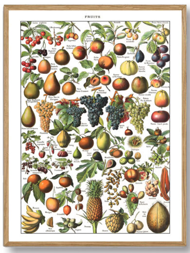 Millots Fruits-plakat forener videnskabelig præcision med kunstnerisk finesse og giver et fascinerende indblik i frugternes verden. Den er perfekt til madelskere, havefolk og alle, der ønsker at bringe naturens rigdom ind i deres daglige omgivelser.