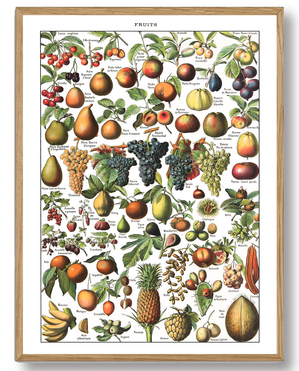 Adolphe Millot - Frugthave