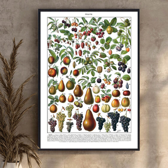 En elegant botanisk illustration fra 1800-tallet, hvor kunst og videnskab forenes i en harmonisk komposition. Millots detaljerede gengivelse af frugter giver et tidløst og æstetisk udtryk. Plakaten afspejler en periode, hvor botanik var en vigtig del af videnskabelig forskning og dagliglivet.