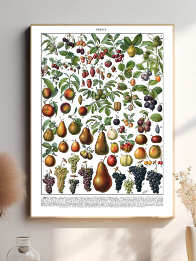 Denne vintage-plakat af Adolphe Millot præsenterer en smukt illustreret samling af frugter fra hele verden, gengivet med stor præcision og naturlige farver. Perfekt til køkkenet, spisestuen eller som en hyldest til botanisk kunst. Hver frugt er afbildet med videnskabelig nøjagtighed, hvilket gør plakaten både dekorativ og lærerig.