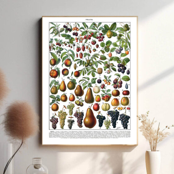 Denne vintage-plakat af Adolphe Millot præsenterer en smukt illustreret samling af frugter fra hele verden, gengivet med stor præcision og naturlige farver. Perfekt til køkkenet, spisestuen eller som en hyldest til botanisk kunst. Hver frugt er afbildet med videnskabelig nøjagtighed, hvilket gør plakaten både dekorativ og lærerig.