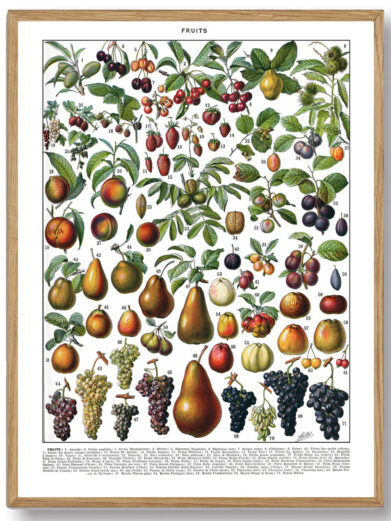 Millots Fruits-plakat kombinerer videnskabelig præcision med kunstnerisk finesse og giver et fascinerende indblik i frugtens verden. Den er perfekt til planteelskere, madentusiaster og dem, der ønsker at bringe naturens skønhed ind i deres hjem.