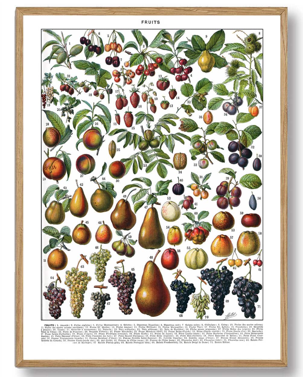 Adolphe Millot - Frugt