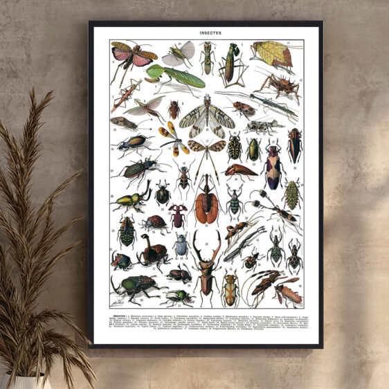 En smukt udført botanisk illustration, hvor kunst og videnskab mødes. Millots gengivelse af insekter skaber et tidløst og klassisk udtryk, der afspejler en tid, hvor naturens små væsener blev dokumenteret med stor omhu og dygtighed.