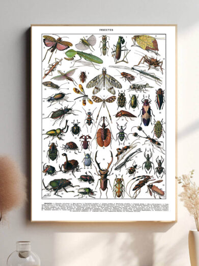 Denne vintage-plakat af Adolphe Millot præsenterer insekter med stor præcision og naturlige farver. Hver art er omhyggeligt illustreret med videnskabelig nøjagtighed, hvilket gør plakaten både dekorativ og lærerig. Perfekt til entomologi-entusiaster eller som en unik dekoration.