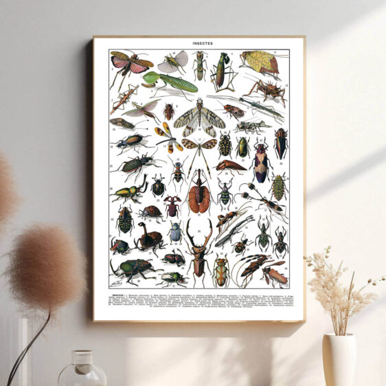Denne vintage-plakat af Adolphe Millot præsenterer insekter med stor præcision og naturlige farver. Hver art er omhyggeligt illustreret med videnskabelig nøjagtighed, hvilket gør plakaten både dekorativ og lærerig. Perfekt til entomologi-entusiaster eller som en unik dekoration.