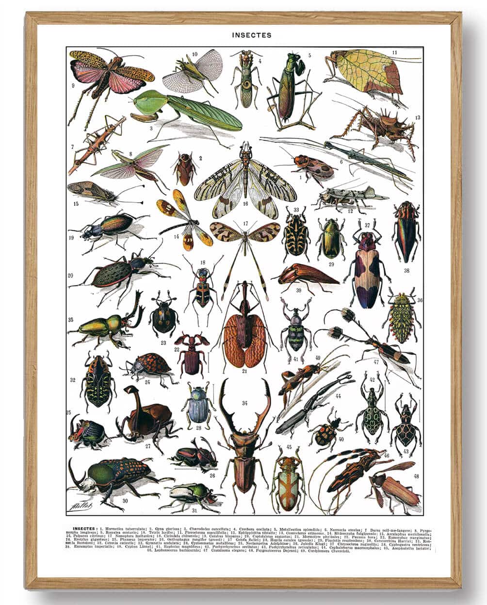 Adolphe Millot - Insekter