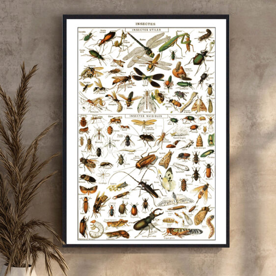 En elegant illustration, hvor videnskab og kunst smelter sammen. Millots gengivelse af insekter skaber et tidløst og klassisk udtryk, der afspejler en æra, hvor naturens små væsener blev udforsket og dokumenteret med stor præcision.