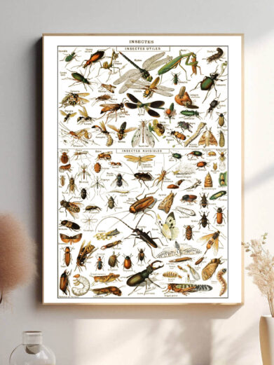 Denne vintage-plakat af Adolphe Millot præsenterer insekter i præcise detaljer og naturlige farver. Hver art er omhyggeligt afbildet med videnskabelig nøjagtighed, hvilket gør plakaten både dekorativ og informativ. Perfekt til dem, der er fascineret af entomologi eller ønsker en unik dekoration.