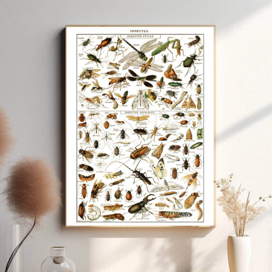 Denne vintage-plakat af Adolphe Millot præsenterer insekter i præcise detaljer og naturlige farver. Hver art er omhyggeligt afbildet med videnskabelig nøjagtighed, hvilket gør plakaten både dekorativ og informativ. Perfekt til dem, der er fascineret af entomologi eller ønsker en unik dekoration.