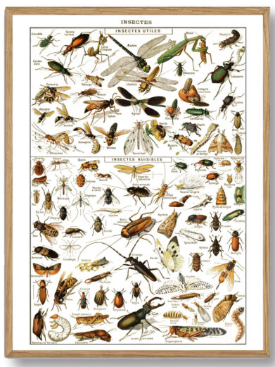 Millots Insectes-plakat kombinerer videnskabelig præcision med kunstnerisk finesse og giver et indblik i insekternes verden. Den er ideel for både naturinteresserede og dem, der ønsker at bringe et stykke natur ind i deres hjem.