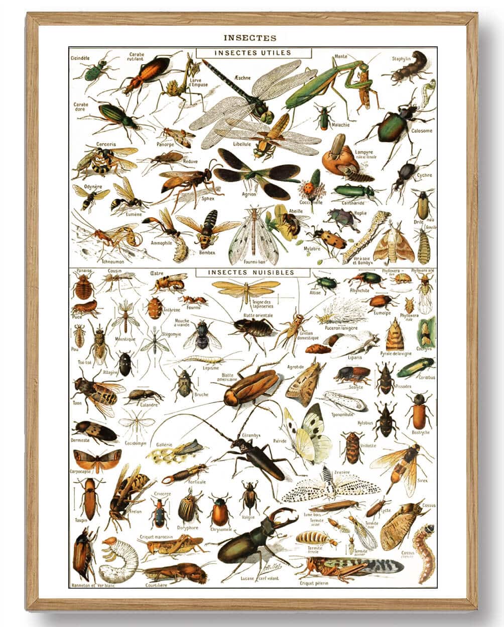 Adolphe Millot - Insekter