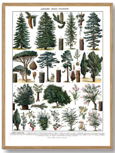 Millots planteplakater forener videnskabelig præcision med kunstnerisk finesse og giver et indblik i naturens verden. De er perfekte for naturentusiaster, havefolk eller dem, der ønsker at bringe et stykke af naturen ind i deres hjem.
