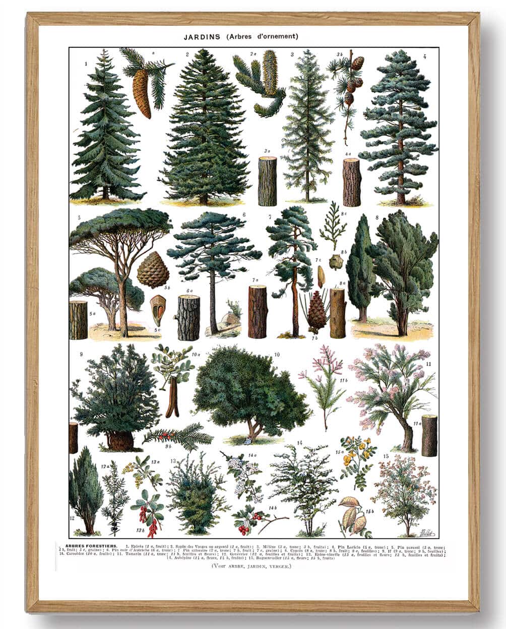 Adolphe Millot - Træer