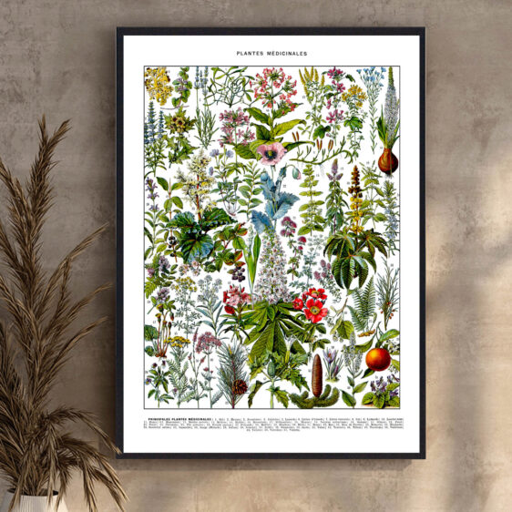 En elegant botanisk illustration fra 1800-tallet, hvor kunst og videnskab smelter sammen. Millots detaljerede gengivelse af helbredende urter giver et tidløst og æstetisk udtryk. Plakaten afspejler en epoke, hvor naturmedicin og botanik var tæt forbundet med dagligdagens sundhed og velvære.