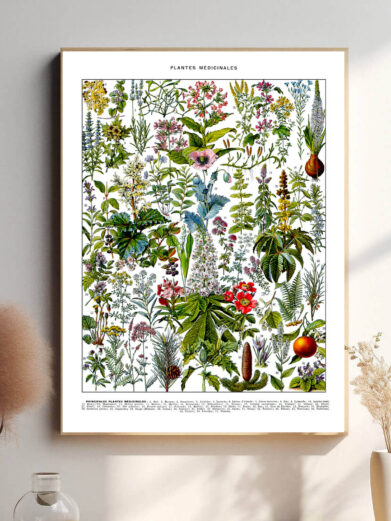 Denne vintage-plakat af Adolphe Millot præsenterer en smukt illustreret samling af medicinske planter, gengivet med stor præcision og naturlige farver. Perfekt til urteentusiaster, healere og botanikere. Hver plante er afbildet med videnskabelig nøjagtighed, hvilket gør plakaten både dekorativ og informativ.