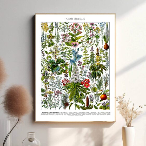 Denne vintage-plakat af Adolphe Millot præsenterer en smukt illustreret samling af medicinske planter, gengivet med stor præcision og naturlige farver. Perfekt til urteentusiaster, healere og botanikere. Hver plante er afbildet med videnskabelig nøjagtighed, hvilket gør plakaten både dekorativ og informativ.