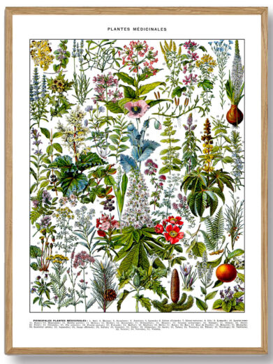 Millots Plantes Médicinales forener videnskabelig præcision med kunstnerisk finesse og præsenterer en omfattende oversigt over naturens helbredende planter. Den er perfekt til dem, der ønsker at udforske urtemedicinens verden og bringe naturens visdom ind i deres hverdag.
