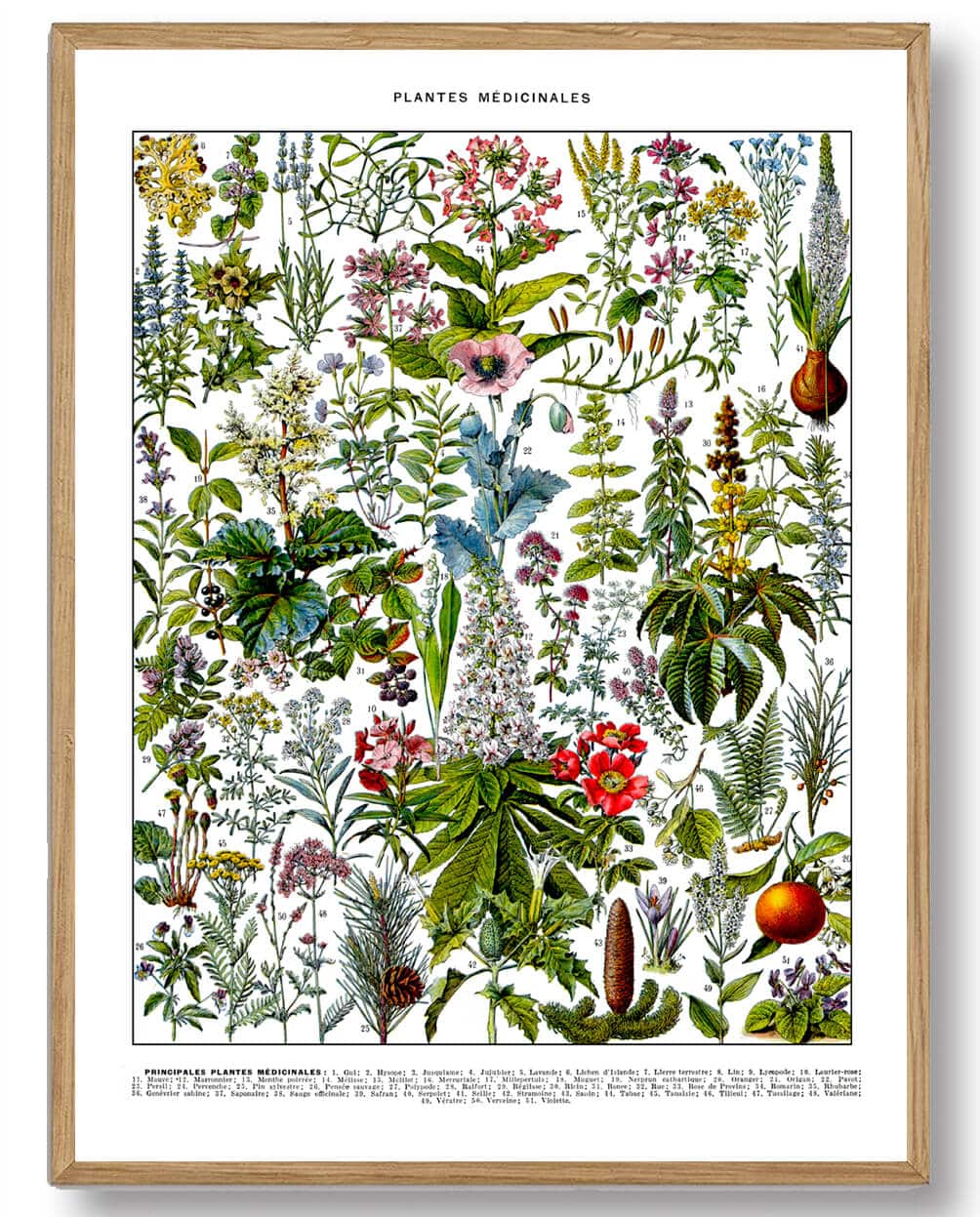 Adolphe Millot - Lægeplanter