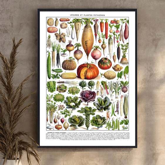 En elegant 1800-tals illustration, hvor videnskab og kunst forenes. Millots detaljerede gengivelser af grøntsager skaber et tidløst, dekorativt udtryk. Plakaten afspejler en tid, hvor naturstudier blev skabt med håndværksmæssig omhu og en dyb forståelse for planteverdenen.