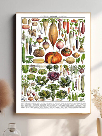 Denne vintage-plakat af Adolphe Millot viser et smukt udvalg af grøntsager, illustreret med præcision og naturlige farver. Perfekt til køkkenet eller som en hyldest til botanisk kunst.