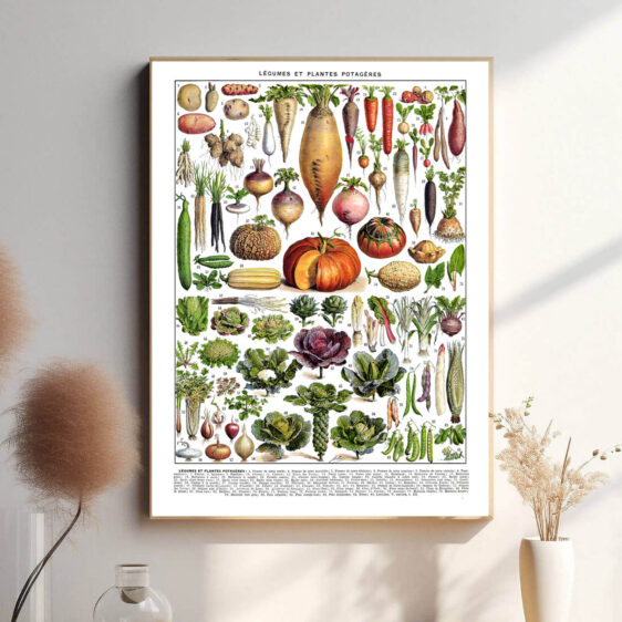 Denne vintage-plakat af Adolphe Millot viser et smukt udvalg af grøntsager, illustreret med præcision og naturlige farver. Perfekt til køkkenet eller som en hyldest til botanisk kunst.