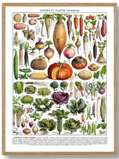 Millots Potagers præsenterer grøntsager med en videnskabelig nøjagtighed og kunstnerisk finesse, ideel for både planteelskere og vintage-entusiaster. Den inspirerer til en større bevidsthed om naturens skønhed og mangfoldighed i det daglige liv.