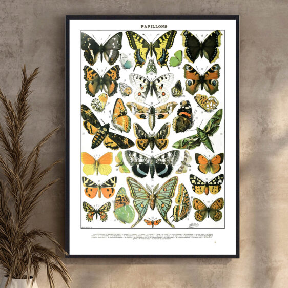 En smukt udført botanisk illustration, hvor kunst og videnskab forenes. Millots gengivelse af sommerfugle skaber et tidløst udtryk, der afspejler en æra, hvor naturens små vidundere blev dokumenteret med stor dygtighed og præcision.