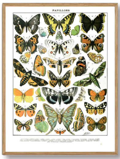 Millots Sommerfugle-plakat forener videnskabelig præcision med kunstnerisk finesse og giver et indblik i sommerfuglenes verden. Den er perfekt til både naturinteresserede og dem, der ønsker at bringe naturens farverige skønhed ind i deres hjem.