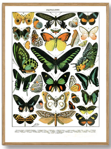 Millots Sommerfugle-plakat forener videnskabelig præcision med kunstnerisk finesse og giver et indblik i sommerfuglenes verden. Den er ideel for naturinteresserede og dem, der ønsker at bringe et stykke af naturens farverige skønhed ind i deres hjem.