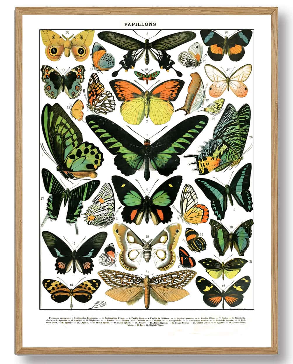 Adolphe Millot - Sommerfugle