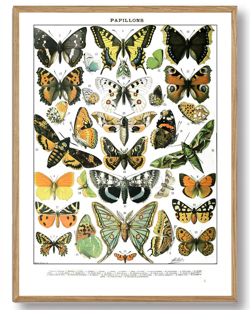 Adolphe Millot - Sommerfugle