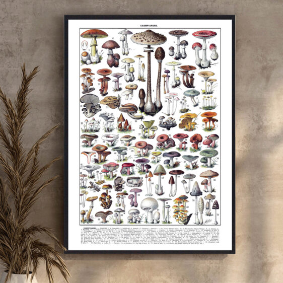 En smukt udført botanisk illustration, hvor kunst og videnskab forenes. Millots gengivelse af svampe skaber et tidløst udtryk, der afspejler en æra, hvor naturen blev dokumenteret med stor dygtighed og detaljeret præcision.