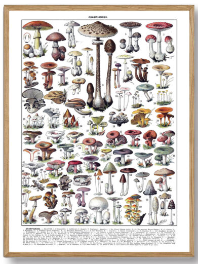 Millots Svampe-plakat forener videnskabelig præcision med kunstnerisk finesse og giver et indblik i svampenes verden. Den er perfekt for naturentusiaster og dem, der ønsker at bringe naturens fascinerende mangfoldighed ind i deres hjem.