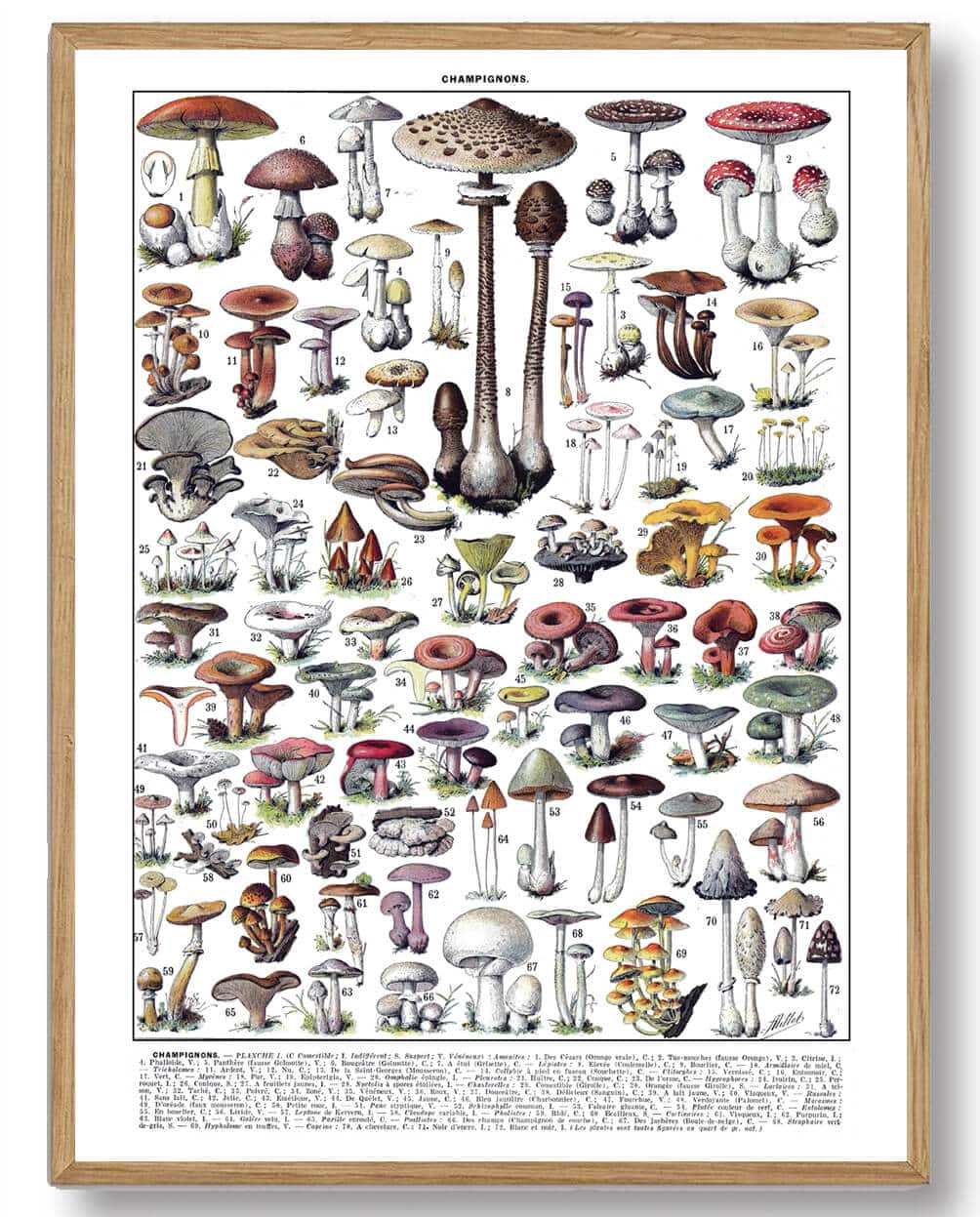 Adolphe Millot - Svampe