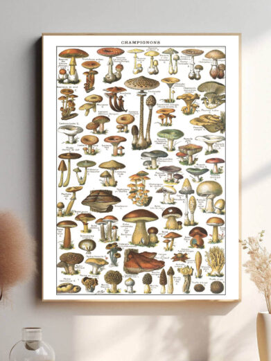 Denne vintage-plakat af Adolphe Millot præsenterer en præcis og detaljeret samling af svampe, afbildet med naturlige farver og videnskabelig nøjagtighed. Perfekt til svampeentusiaster eller dem, der ønsker at tilføje en lærerig og dekorativ detalje til deres hjem.